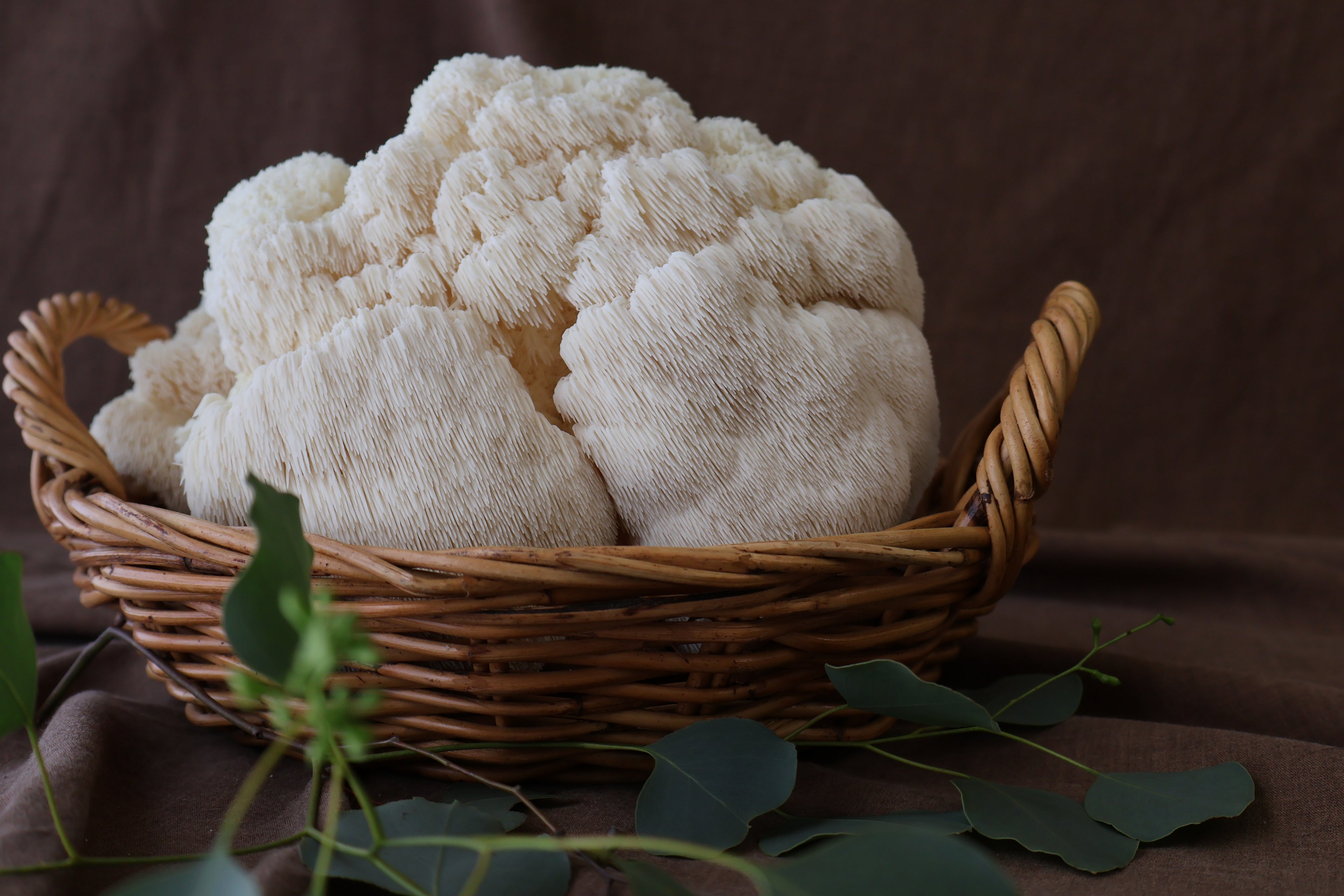 Lion's Mane for Dogs — Fruiting Body Powder | 60g