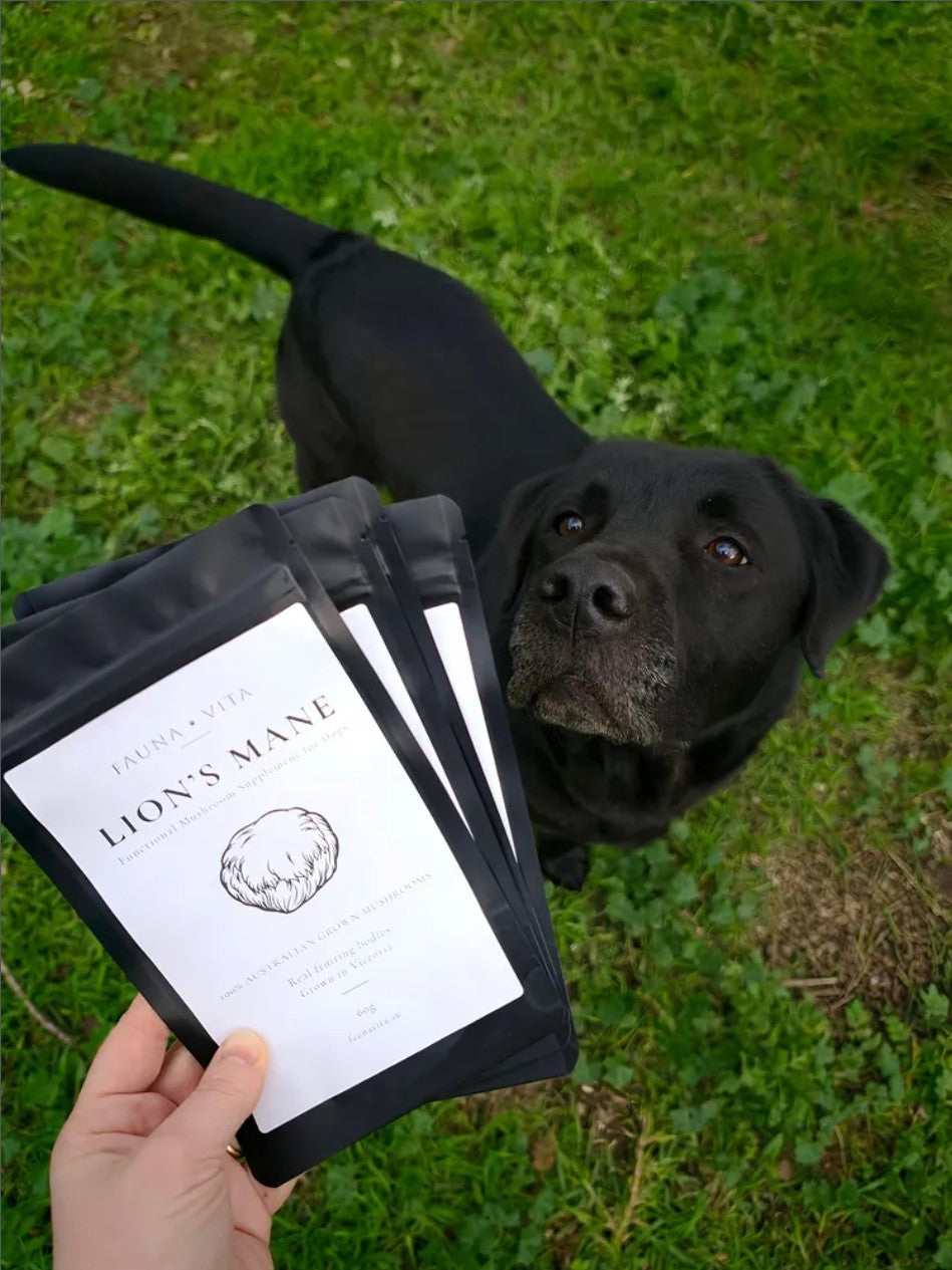 For a Sharper, Calmer, More Active Dog